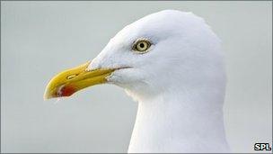 Seagull