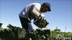 A migrant worker from Mexico harvests courgettes at a US farm