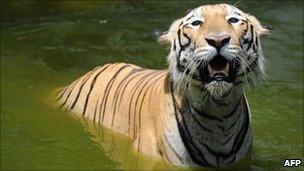 A Royal Bengal Tiger