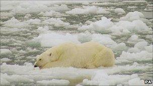 Polar Bear in the Arctic Barents Sea region