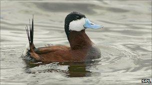 A Ruddy Duck drake