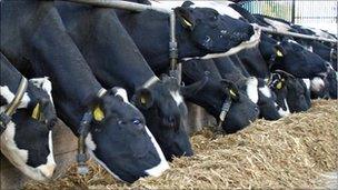 Dairy cows feeding