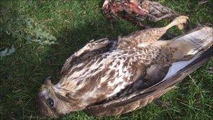 A poisoned buzzard