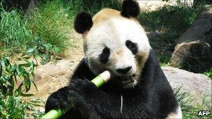 Kou Kou the panda at Oji Zoo, June 2010