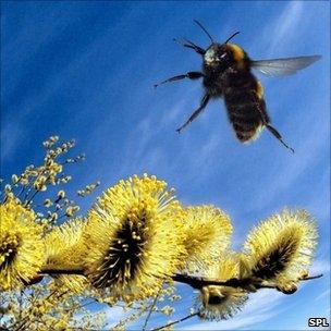 Bumblebee in flight