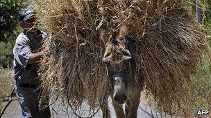 Farmer in Turkey