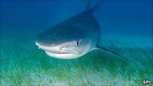 Tiger shark