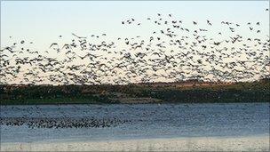 Pink-footed geese taking off