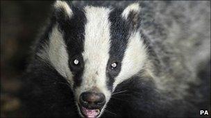 A badger