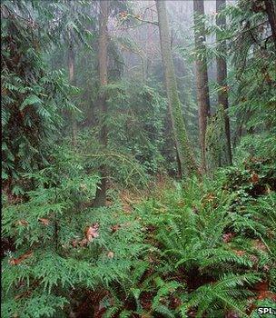 File image of a temperate rainforest (Image: Science Photo Library)