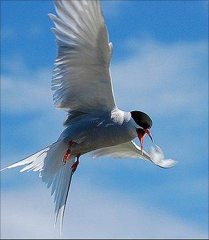 Library photo of an Arctic tern (Image: BBC)