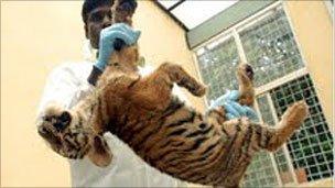 A tiger cub who died at the Indian national park