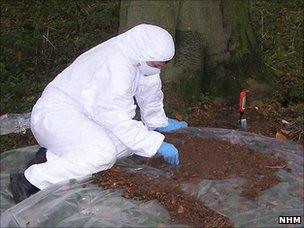 Taking insect samples from a crime scene