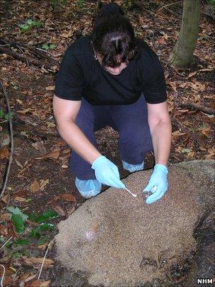 Taking maggot samples from pig cadaver