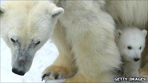 Polar bear with its cub