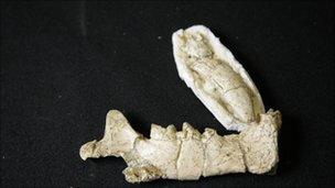 Bone from a sabre-toothed tiger ancestor
