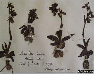 Sheet of an early spider orchid specimen held at Kew's herbarium (Image: K.Robbirt)