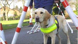 Guide dog training