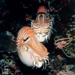 Nautiluses on reef