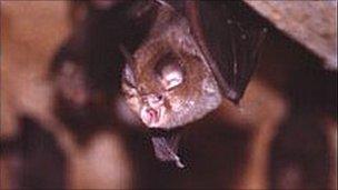 Lesser horseshoe bat