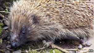 Hedgehog in a garden