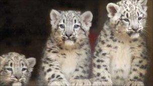 The three snow leopard cubs