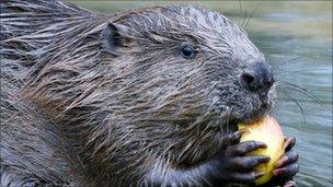 Beaver