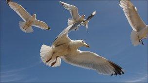 Seagulls flying