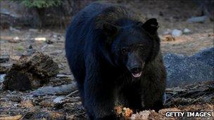 A black bear