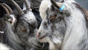 Rescued goats