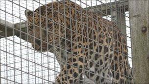 A leopard at Borth Animalarium