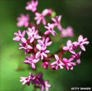 A flowers (Getty Images)