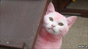 Cat with dyed pink fur