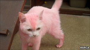 Cat with dyed pink fur