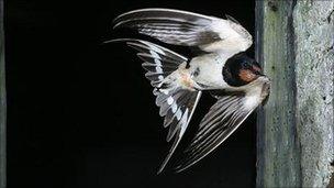 Swallow (Image: BBC)