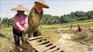 Rice harvest in West Java, Indonesia. Aug 2010