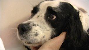 Springer spaniel Skipper, who was attacked by other dogs