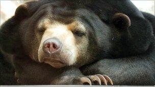 Sun bear Srey-Ya