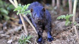 A mink