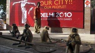 Langur monkeys outside the hockey stadium in Delhi on 28 September 2010