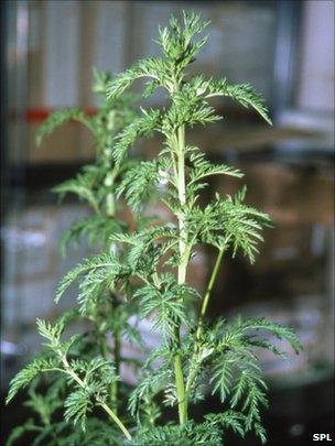 Artemisia annua plant