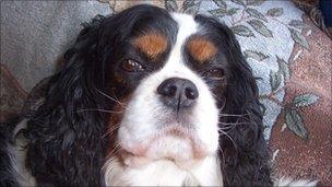 Bertie the Cavalier King Charles spaniel