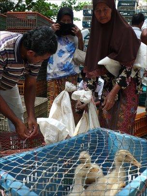 Crates of ducks are given out as part of a government hearts and minds programme to help the poor