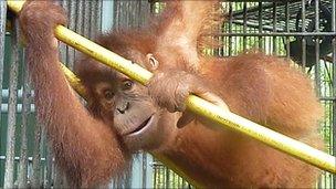 Orang-utan Dennis playing on the hose
