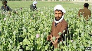 Afghan villagers tending to opium poppies in Helmand province, southern Afghanistan, file pic from 2007
