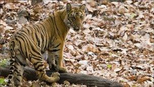 A tiger in the wild in India