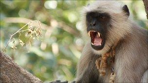 Langur monkeys drafted in to protect Commonwealth Games venues and visiting foreign tourists from smaller stray monkeys