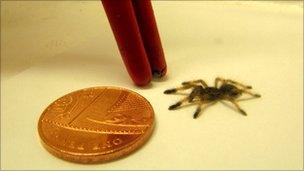 One of the baby tarantulas found