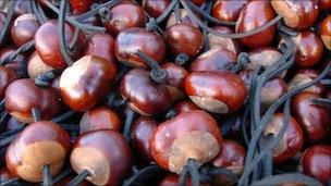 Conkers at the previous Ashton-based championships