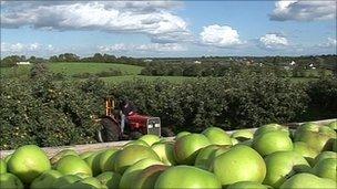 An orchard can produce a crop of up to 700 tonnes of apples